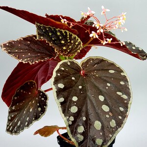il_300x300.3562303488_jzlp.jpg