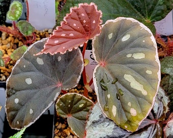 Begonia "Sarawak Copper"