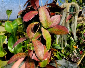 Hoya  Sp. Gunung Gading **US Seller**