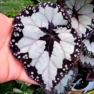 Begonia "Dolce Vita"