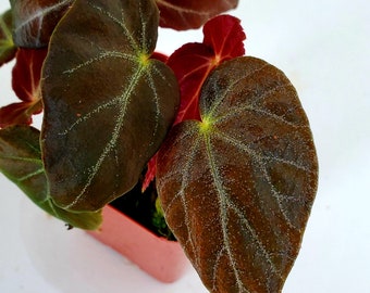 Begonia burkilii 'forma negra'