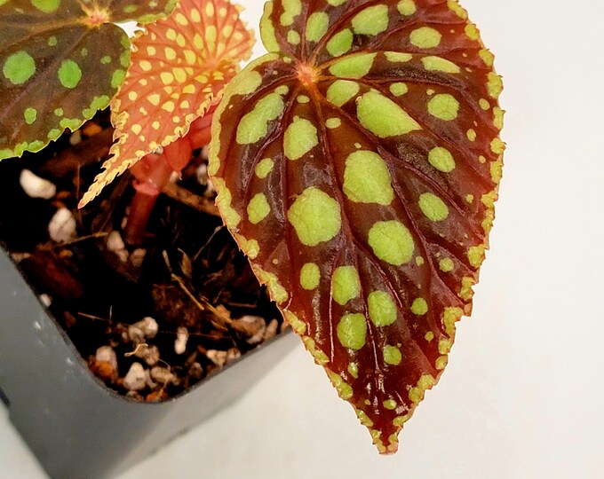 Begonia U038 AKA Chlorosticta ‘red Form’ - Etsy