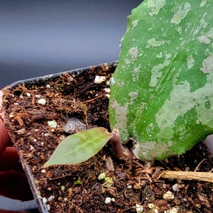 Hoya undulata **US Seller**