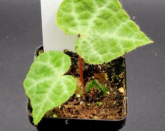 Begonia araneumoides AFF