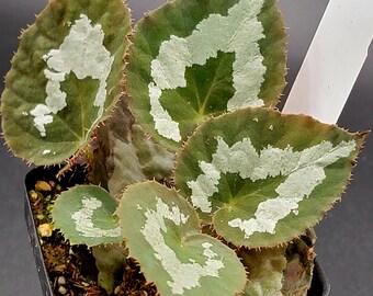 Begonia rex