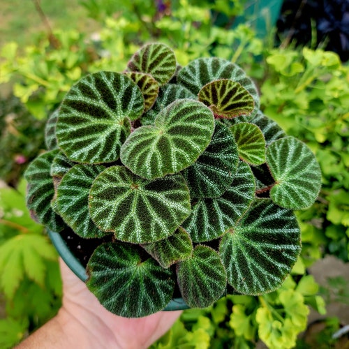 Begonia ningmingensis Var. "Bella"