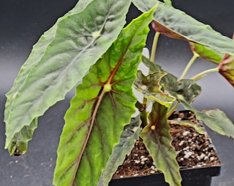 Begonia species lubersii