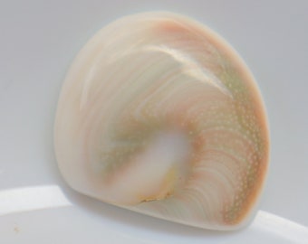 May include: A close-up of a white seashell with a swirling pattern of green and pink.