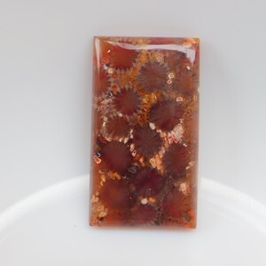 May include: A rectangular, polished, brown and white gemstone with a pattern of fossilized coral.