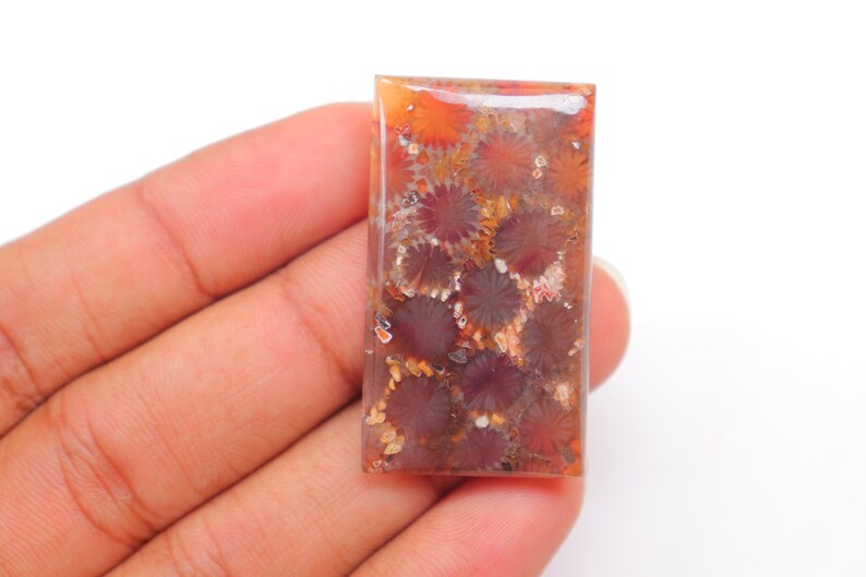 May include: A rectangular, polished, red and brown gemstone with a pattern of fossilized coral. The coral is a light brown color with a white center.