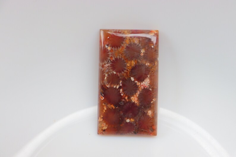 May include: A rectangular, polished, brown and white gemstone with a pattern of fossilized coral.