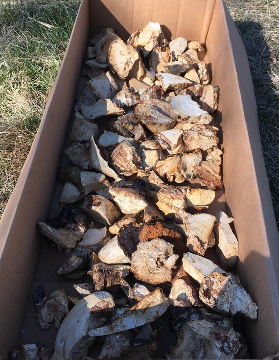 Diamond Willow Fungus Bulk - Etsy