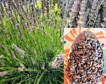 Harvested Lavender Buds: Summer Garden Grown