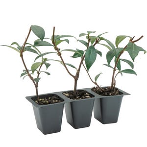 Live Star Jasmine Plants (Trachelospermum Jasminoides) – Fragrant Climbing Vine, Thriving in 2.5” Nursery Cubes