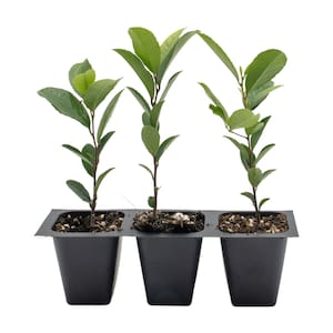 Carolina Cherry Laurel, Prunus Caroliniana, Growing in 3&quot; Deep Nursery Cubes