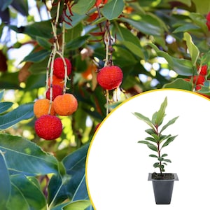 1 Strawberry Tree Sapling (Arbutus unedo) | Evergreen Ornamental Tree with Red Edible Strawberry-Like Fruit for Gardens, Screens & Landscape