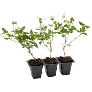 Trailing White Lantana (Lantana montevidensis 'Alba') | Trailing Habit with Pure White Blooms | Pollinator-Friendly Plant for Pots & Baskets
