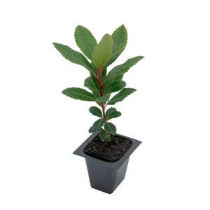 Strawberry Tree Saplings (Arbutus unedo) | Evergreen Ornamental Tree with Red Edible Strawberry-Like Fruit for Gardens, Screens & Landscapes