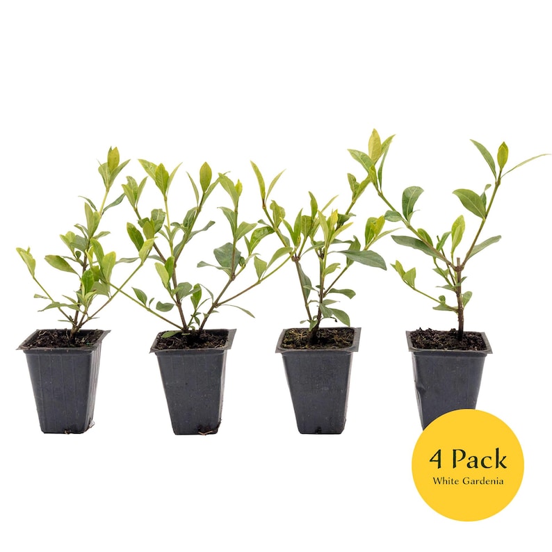 May include: Four small potted white gardenia plants in black plastic pots. The plants are arranged in a row on a white background. The text "4 Pack White Gardenia" is printed on a yellow circle in the lower right corner of the image.