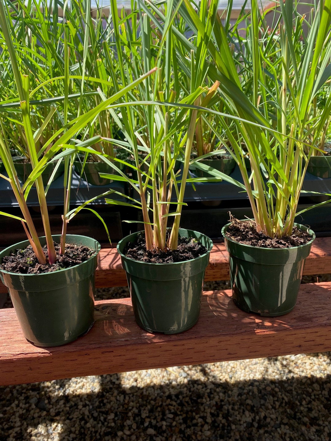 3 Citronella Grass, Cymbopogon Nardus, 4 Premium Nursery Pot, the Real