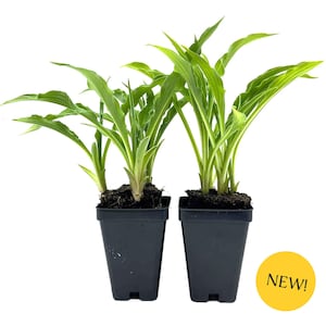 May include: Two potted plants with vibrant green leaves and a white border. The plants are in black square pots, set against a white background. A yellow circle with the word "NEW!" is in the lower right corner. The plants are a fresh, natural addition to any space.