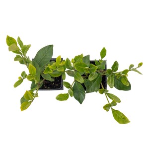 May include: Two small green plants in black pots, with new growth and leaves, are connected by a vine. The plants are on a white background.