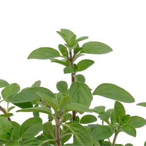 Common Oregano (Origanum vulgare) | Classic Culinary Herb Plant with Strong Aromatic Flavor | Perfect for Sauces, Seasoning, Gardens & Pots image 8