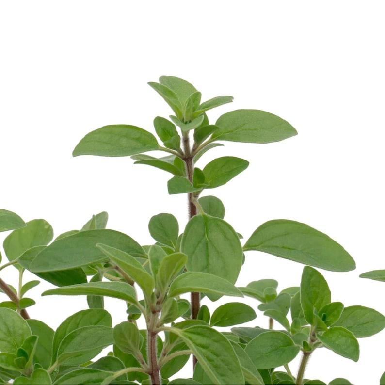 Common Oregano (Origanum vulgare) | Classic Culinary Herb Plant with Strong Aromatic Flavor | Perfect for Sauces, Seasoning, Gardens & Pots image 8