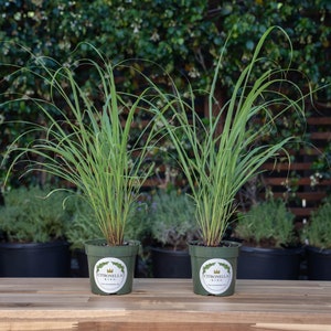 2 Lemongrass Plants in 4" Nursery Pots, Cymbopogon Citratus, West Indian Lemon Grass, Minimum 8 Main Stalks Per Plant, Fully Rooted