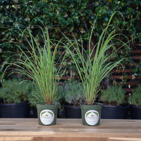 2 Lemongrass Plants in 4" Nursery Pots, Cymbopogon Citratus, West Indian Lemon Grass, Minimum 8 Main Stalks Per Plant, Fully Rooted