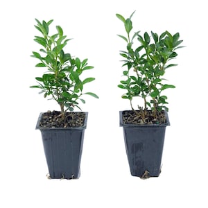 May include: Two small green plants in black square pots. The plants have multiple stems with small, oval-shaped leaves. The pots are filled with dark soil. The background is plain white.