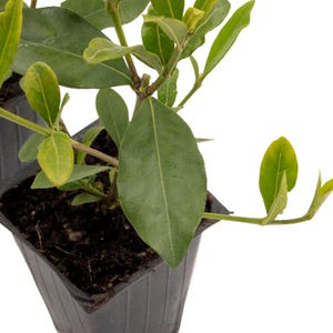 May include: A small green plant with dark green leaves growing in a black plastic pot. The plant is in focus and the background is blurred.