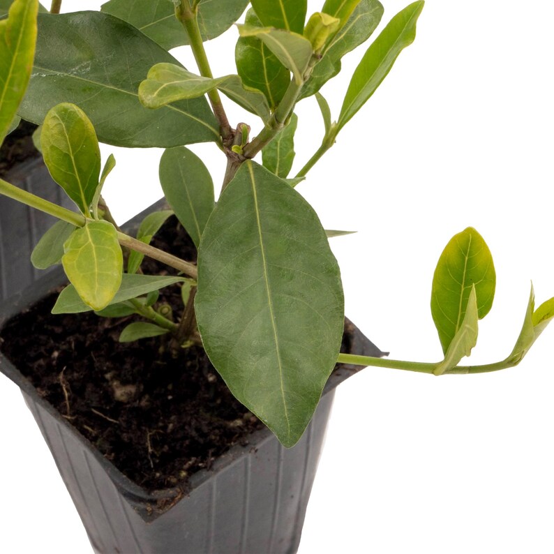May include: A small green plant with dark green leaves growing in a black plastic pot. The plant is in focus and the background is blurred.