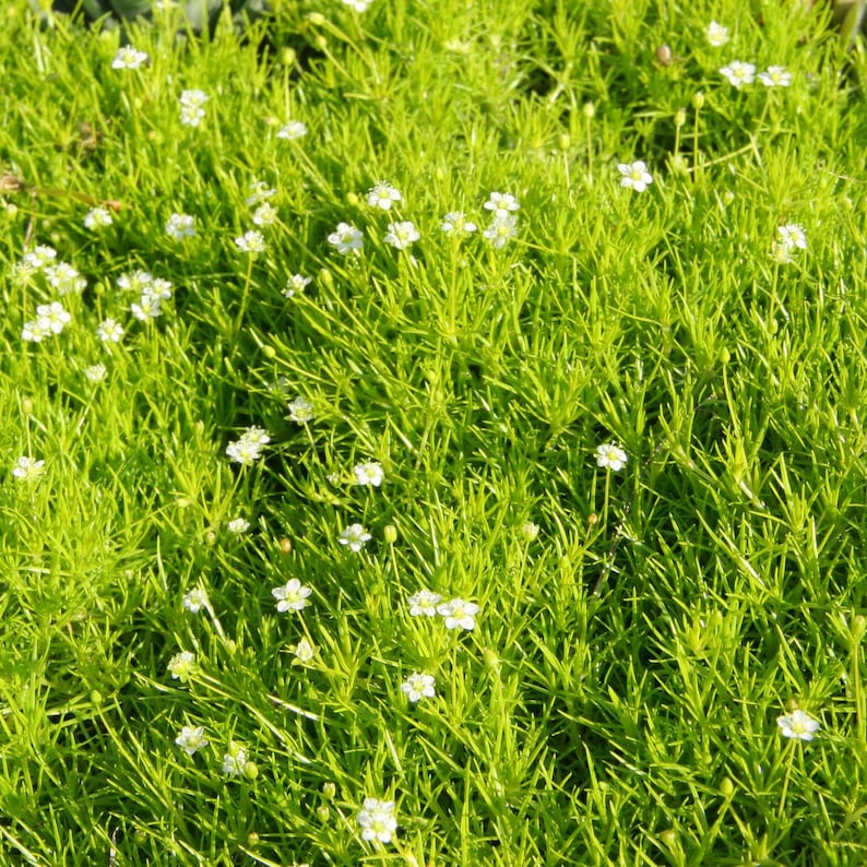 May include: A close-up view of a vibrant green ground cover with small white flowers. The foliage is dense and needle-like, creating a textured appearance. The tiny white blossoms are scattered throughout the greenery, adding contrast.
