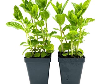 Spearmint (Mentha spicata) | Fragrant Fast-Growing Culinary Herb Plant | Hardy Perennial Mint for Fresh Tea, Cooking, Gardens & Pots