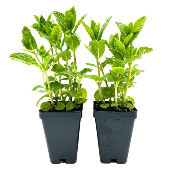 Spearmint (Mentha spicata) | Fragrant Fast-Growing Culinary Herb Plant | Hardy Perennial Mint for Fresh Tea, Cooking, Gardens & Pots