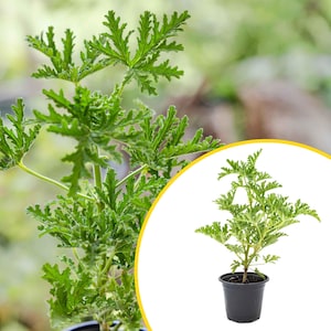May include: A potted plant with vibrant green, deeply lobed, and serrated leaves. The plant features a central stem with branches extending outward, growing in a simple black plastic container filled with dark potting soil against a white background.