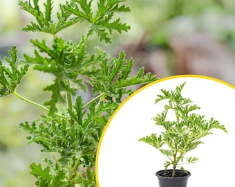 1 Citronella Mosquito Plant in 4” Pot (Pelargonium ‘Citrosum’) Live Rooted Evergreen with Fragrant Insect-Repelling Lemon-Scented Foliage