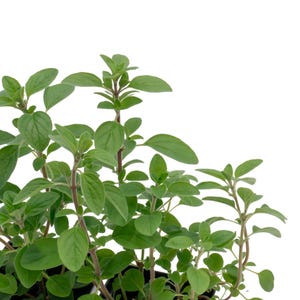 Common Oregano (Origanum vulgare) | Classic Culinary Herb Plant with Strong Aromatic Flavor | Perfect for Sauces, Seasoning, Gardens & Pots image 7