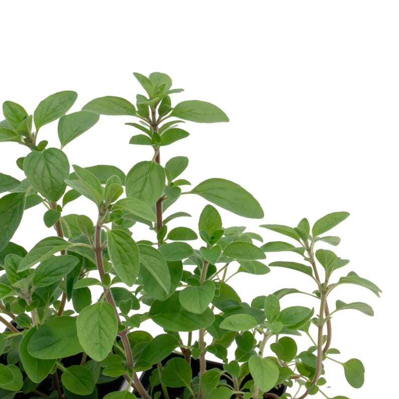 Common Oregano (Origanum vulgare) | Classic Culinary Herb Plant with Strong Aromatic Flavor | Perfect for Sauces, Seasoning, Gardens & Pots image 7