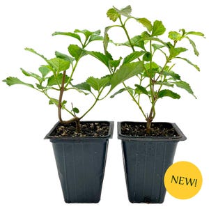 May include: Two young green plants in black square pots. The plants have multiple stems with green leaves. A yellow circle with the word "NEW!" is in the bottom right corner.
