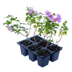 Purple Trailing Lantanas, Live Plants – Continuous Blooms, Thriving in 2.5” Nursery Cubes