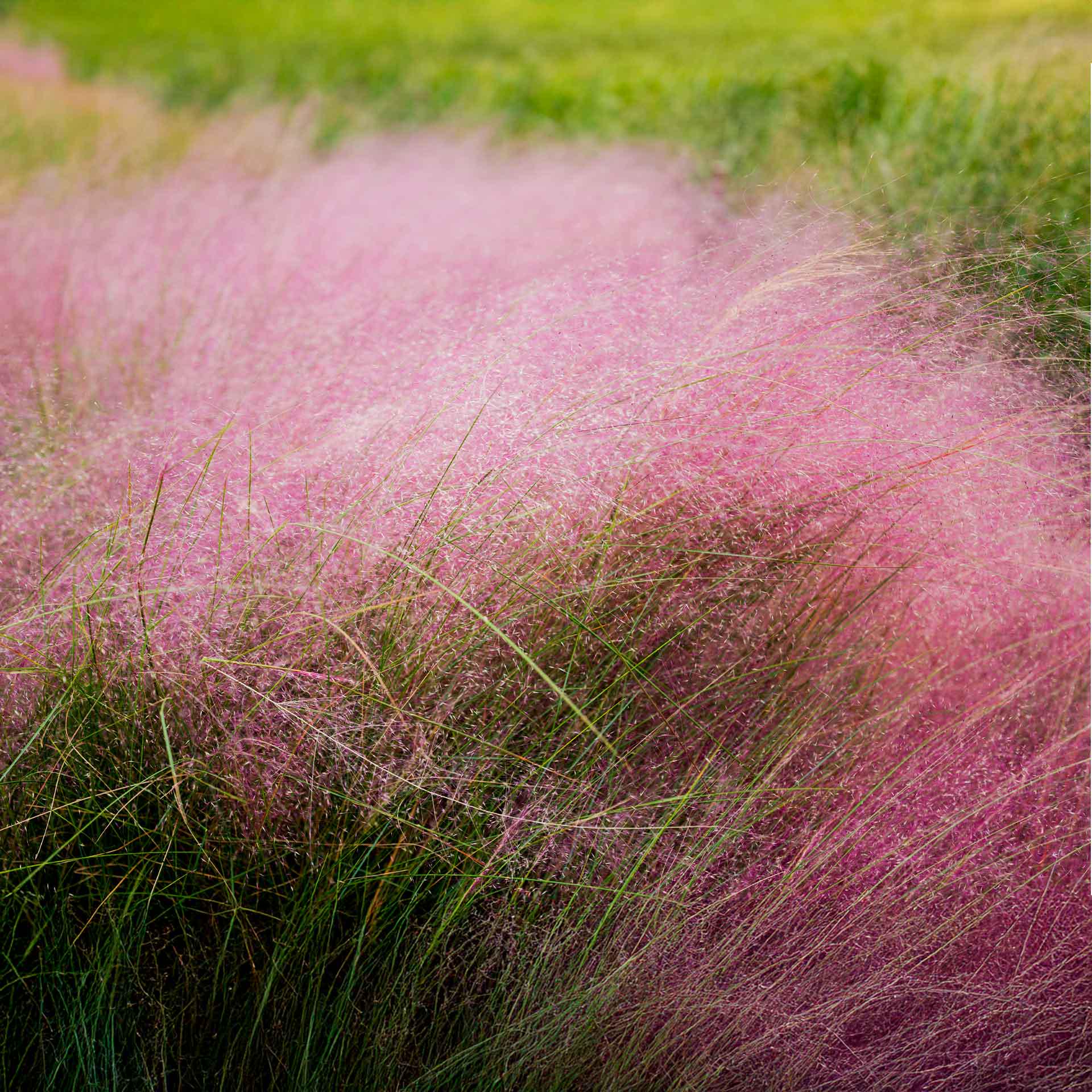 Pink Muhly Grass (muhlenbergia Capillaris) | Airy Pink-flowering