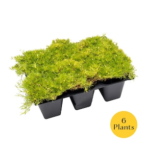 May include: A tray of six plants, featuring vibrant green moss with tiny white flowers. The moss is contained in a black plastic tray with six individual compartments. A yellow circle with the text "6 Plants" is in the lower right corner.