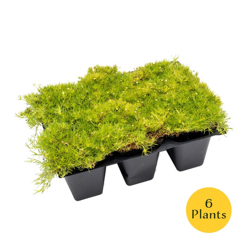 May include: A tray of six plants, featuring vibrant green moss with tiny white flowers. The moss is contained in a black plastic tray with six individual compartments. A yellow circle with the text "6 Plants" is in the lower right corner.
