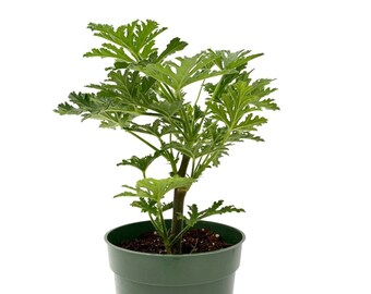 Citronella Plant, Scented Geranium, AKA Mosquito Plant, 4" Nursery Pot, 8" Total Height Minimum from base of pot to top of plant
