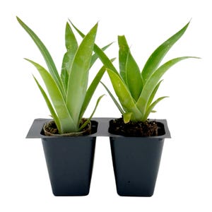 May include: Two small aloe vera plants in black plastic pots. The plants have long, green, pointed leaves. The pots are in a black tray, ready for planting. The background is white.