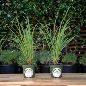 2 Lemongrass Plants in 4" Nursery Pots, Cymbopogon Citratus, West Indian Lemon Grass, Minimum 8 Main Stalks Per Plant, Fully Rooted