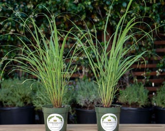 2 Lemongrass Plants in 4" Nursery Pots, Cymbopogon Citratus, West Indian Lemon Grass, Minimum 8 Main Stalks Per Plant, Fully Rooted