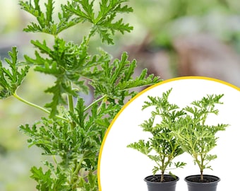 May include: Two potted citronella plants with vibrant green, deeply lobed, and serrated leaves. Each plant is housed in a simple black plastic nursery pot, showcasing a bushy growth habit with multiple stems extending upward from the soil.